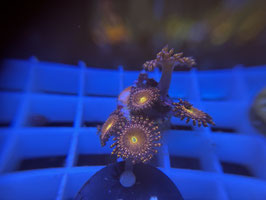 KORALLE 44 -  MOWHAWKS ZOANTHUS - @Bettina-r8r ​​