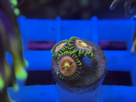 KORALLE 83 - LASER LEMON ZOANTHUS