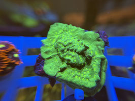 KORALLE 18 - DISCOBALL LEPTOSERIS