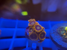 KORALLE 65 - RAINBOW HORNETS ZOANTHUS - FREI ZUM KAUF