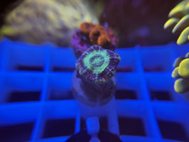 KORALLE 83 - multicolor micromussa - @ZockerHD-ef8ke ​​