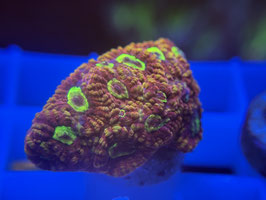 KORALLE 55 - GOD OF WAR FAVIA - @Bettina-r8r ​​