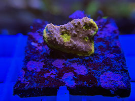 KORALLE 58 - RAINBOW UNICORN CHALICE - FREI ZUM KAUF