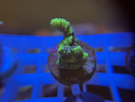 KORALLE 21 - SPACE INVADER PECTINIA