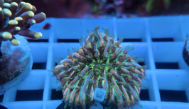 KORALLE 10 - RAINBOW FUNGIA 3-4cm