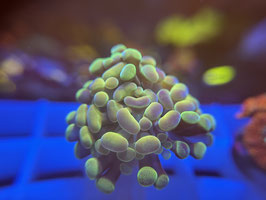 KORALLE 63 - ULTRA BALIENSIS GREEN TIP RIM. - frei zum kauf