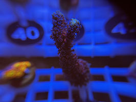 KORALLE 34 - MILKA STYLOPHORA -