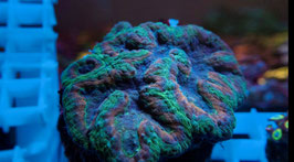 KORALLE 43 - RAINBOW LOBOPHYLLIA