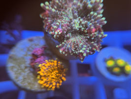 KORALLE 1 - ULTRA RICORDEA PARTY - TheHasesmaus