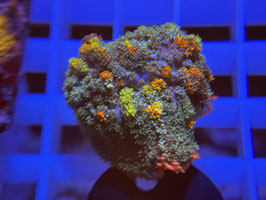 KORALLE 8 - HAIRY BUBBLE MUSHROOM RHODACTIS