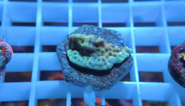 KORALLE 39 - CRAZY T MONTIPORA