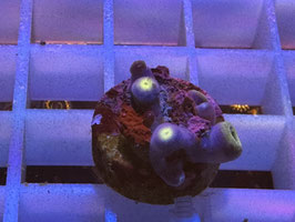 KORALLE 39 - KORALLE ZU :-)