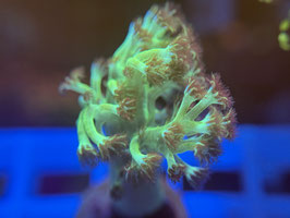 KORALLE 27 - FIJI GREEN SINULARIA - Morpheus the Sniper ​