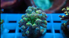 KORALLE 8 - HOLY PINK HOLOGRAM BALIENSIS