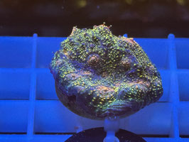 KORALLE 48 - CARNIVAL CHALICE