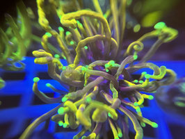 KORALLE 94 - DRAGON SOUL TORCH - FREI ZUM KAUF