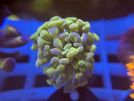 KORALLE 89 - toxic yellow baliensis - @touchpadplayer-r6u ​​