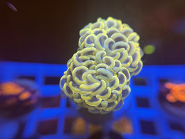 KORALLE 3 - BLACK/ GOLD BIG HEAD PARAANCORA - Reeftank & more Mitglied (6 Monate) ​​