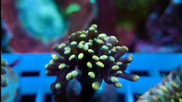 KORALLE 9 - GOLD NUGGET PARAANCORA