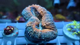 KORALLE 49 - LOBOPHYLLIA ORANGE/ TEAL