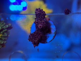 KORALLE 100 -  ACROPORA MILLEPORA RED - FREI ZUM KAUF