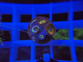 KORALLE 11 - RAINBOW RAPTOR ZOANTHUS - IhreKleineWelt ​​