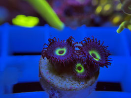 KORALLE 61 - MINDBLOWING PALYTHOA - atze