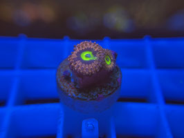 KORALLE 45 - PINK HIPPO ZOANTHUS