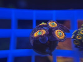KORALLE 13 - GOBSTOPPER ZOANTHUS - Reeftank & more Mitglied