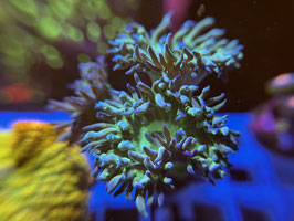 KORALLE 98 - BARTKORALLE - Sarah ​​