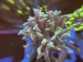 KORALLE 92 - GOLD STEM TEAL TIP PARAANCORA