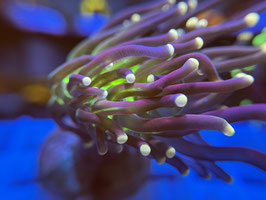 KORALLE 49 - JOKER TORCH