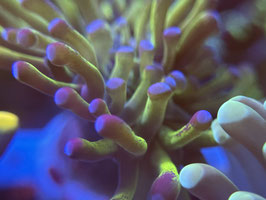 KORALLE 85 - bicolor euphyllia - @Bettina-r8r ​​