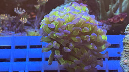 KORALLE 23 - ATOMIC BIG HEAD PARAANCORA - @davids_reef ​​