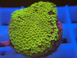 KORALLE 67 - SUNSET MONTIPORA - Sebastian Schoden ​​