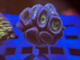 KORALLE 4 - FAVITES YELLOW MOUTH - rene mathee ​​