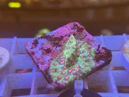 KORALLE 73 - ALIEN POX CYPHASTREA