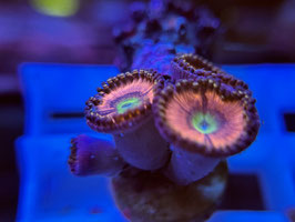 KORALLE 92 - DAISY DUKE ZOANTHUS - Sarah ​​