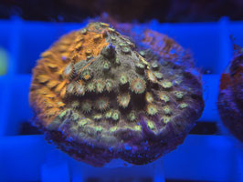 KORALLE 79 -  SUNKIST GRAFTED CYPHASTREA - FREI ZUM KAUF