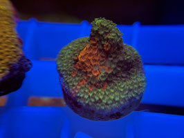 KORALLE 56 - GRAFTED MONTIPORA DIGITATA