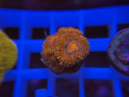 KORALLE 15 - MICROMUSSA ORANGE