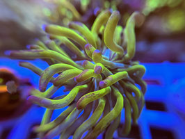 KORALLE 84 -  TWO TONE PARAANCORA - FREI ZUM KAUF