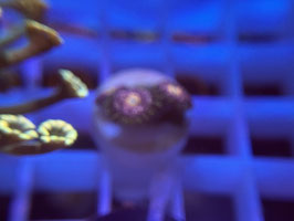 KORALLE 39 - STRAWBERRY WINE ZOANTHUS - @karinkaiser4338 ​​