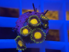 KORALLE 8 - KING MIDAS ZOANTHUS - @karinkaiser4338