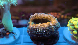 KORALLE 63 - ORANGE LOBOPHYLLIA