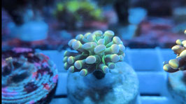 KORALLE 74 - PINK HOLOGRAM BALIENSIS