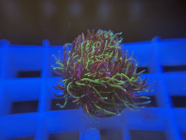 KORALLE 44 -  SONIC THE HEDGEHOG GALAXEA - FREI ZUM KAUF