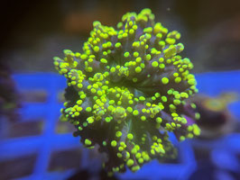 Koralle 20 - yellow Yaeyamaensis - FREI ZUM KAUF