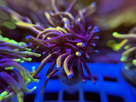 KORALLE 90 - BLACK GOLD TORCH - Maren Schoden ​