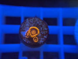 KORALLE 16 - BAM BAM ZOANTHUS - Hai Dang Ngo ​​